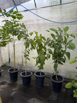 Bael fruit tree ベルノキ苗木