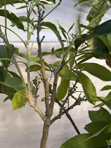 Whitesapote  ホワイトサポテ・ゴールデングローブ
