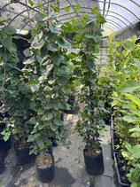 BougainVillea　San Digego Red　サンジェゴレッド