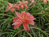 Zephyranthes: Double Flower:Sandstone
