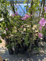 New　　Bougainvillea　south Pink