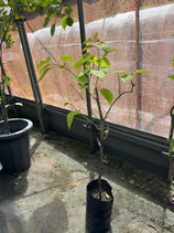 BougainVillea　Tomato Red NB6