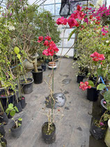 BougainVillea　San Digego Red　サンジェゴレッド