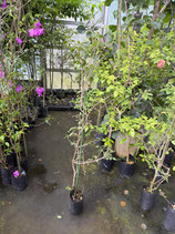 BougainVillea Elizabeth Angusエリザベスアンガス6NB-1