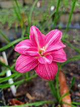 Zephyranthes: Double Flowe：Pinkabin