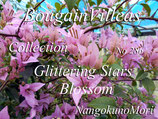 Bougainvillea Glittering Stars Blossom