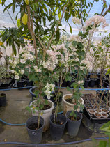 New BougainVillea Pegasus Sukhothai