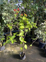 BougainVillea Rainbow　レインボーNB6-3