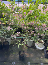 Bougainvillea Glittering Stars Blossom　２