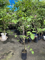BougainVillea Rainbow　レインボーNB