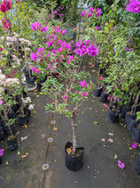 BougainVillea Elizabeth Angusエリザベスアンガス2L-3