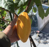 Cacao Pods　FORASTERO