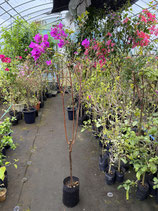 BougainVillea Elizabeth Angusエリザベスアンガス８Ｌ
