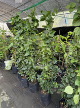 BougainVillea　San Digego Red　サンジェゴレッド