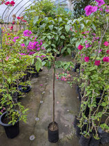 BougainVillea Elizabeth Angusエリザベスアンガス7Ｌ2-5