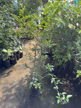 Bougainvillea Glittering Stars Blossom