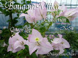 Bougainvillea　Queen Llip　　　　クイーンリップ
