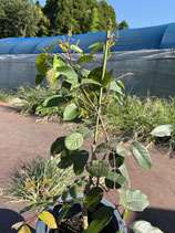 New Red longan Plants　レッドロンガン苗木花芽つき2