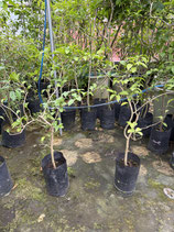 New Bougainvillea　Small Pink　NB