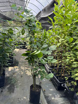 BougainVillea　San Digego Red　サンジェゴレッド