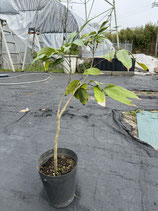 玉荷苞　ライチ　結果樹取り木1