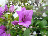 Bougainvillea　Queen Tiara　ティアラ