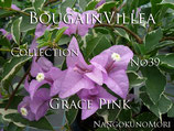 Bougainvillea　Grace P- Pink