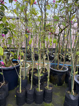 BougainVillea Elizabeth Angusエリザベスアンガス