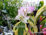 Bougainvillea　Delighted  Loves