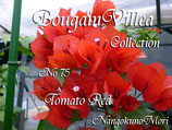 Bougainvillea　Tomato Red