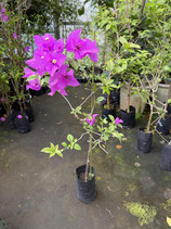 BougainVillea Elizabeth Angusエリザベスアンガス