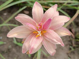 Zephyranthes: Double Flowe：Thawarawadee