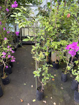 BougainVillea Elizabeth Angusエリザベスアンガス6NB-