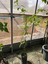BougainVillea　Tomato Red NB6