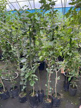 BougainVillea　Carolina Red　7LN