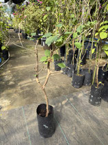 Bougainvillea　Mrs. Butt　　ミセスバットNB