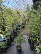 BougainVillea　San Digego Red　サンジェゴレッドNB