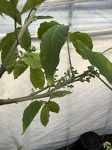 Whitesapote  ホワイトサポテ・ライニキコマーシャル