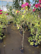 Bougainvillea　  　 Thimma 　ティンマ