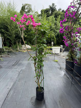 BougainVillea Carolina Pink　カロライナピンク