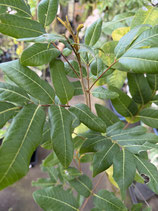 New White longan Plants　ホワイトロンガン苗木