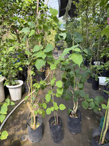 BougainVillea California  Gold　カリフォルニアゴールドNB