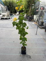 BougainVillea California  Gold　カリフォルニアゴールドＬ