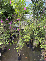 BougainVillea Elizabeth Angusエリザベスアンガス7Ｌ2-7