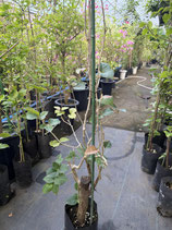 BougainVillea　San Digego Red　サンジェゴレッドNB
