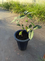 New Red longan Plants　レッドロンガン実生苗木
