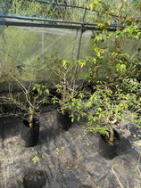 BougainVillea Sanderiana　サンデリアナNB