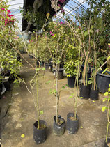 Bougainvillea　Mrs. Butt　　ミセスバットNB