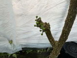 Whitesapote  ホワイトサポテ・イエロー