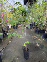 BougainVillea　Tomato Red